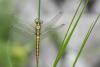 Orthetrum cancellatum